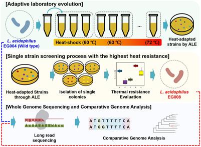 Complete Genome Sequence of the Newly Developed Lactobacillus acidophilus Strain With Improved Thermal Adaptability